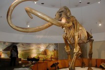 Columbian Mammoth via Wikipedia