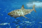White shark
