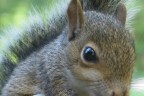 Image of a Squirrel