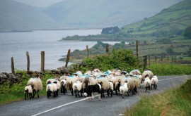 Sheep farming in Ireland