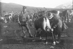Reindeer in 1914