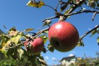 Apple are expanding their European footprint ahead of iPhone 5 announcement