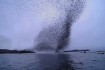 Murmuration of starlings above River Shannon