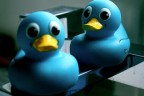Twitter ducks
