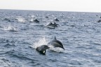 Dolphin pod