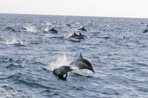 Dolphin pod