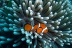 Great Barrier Reef