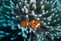 Great Barrier Reef