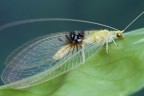 Semachyrsa jade, a new insect species discovered on Flickr