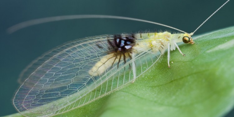 Semachyrsa jade, a new insect species discovered on Flickr