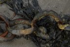 Chains on a beach
