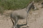 Google Street View Botswana Donkey