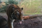 Tiger toungue