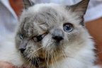 Two-faced cat