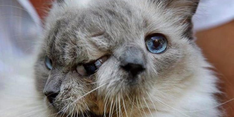 Two-faced cat