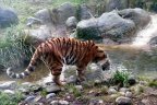 Tiger drinking
