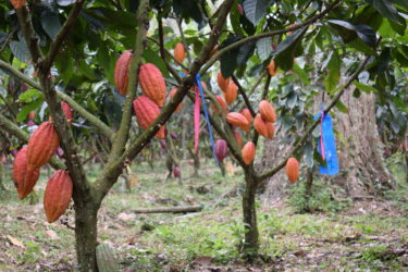 Cacao plantations in Colombia