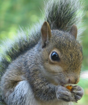 Image of a Squirrel