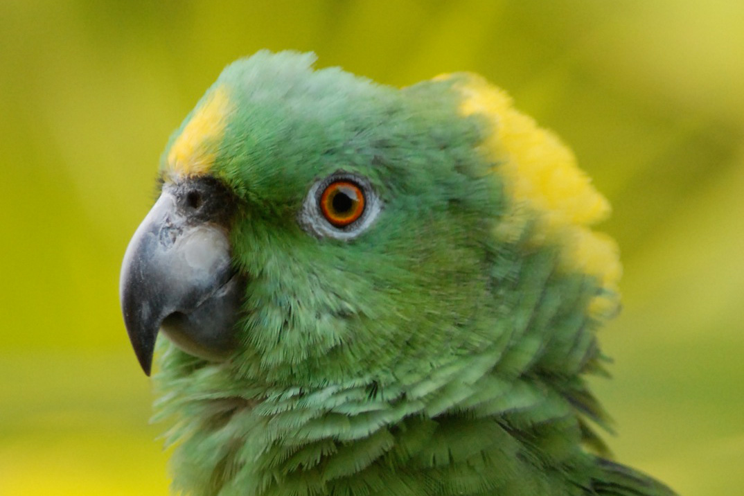 Green Parrot