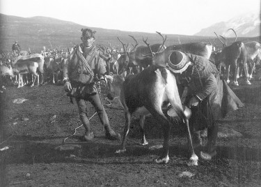 Reindeer in 1914