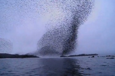 Murmuration of starlings above River Shannon