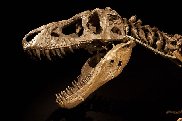 How much does a Tyrannosaurus cost? About $1m, apparently