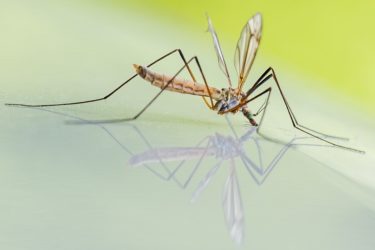 mosquitoes pesticides