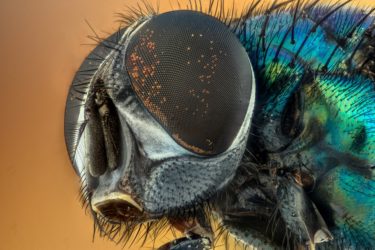 military insects ai biomimicry