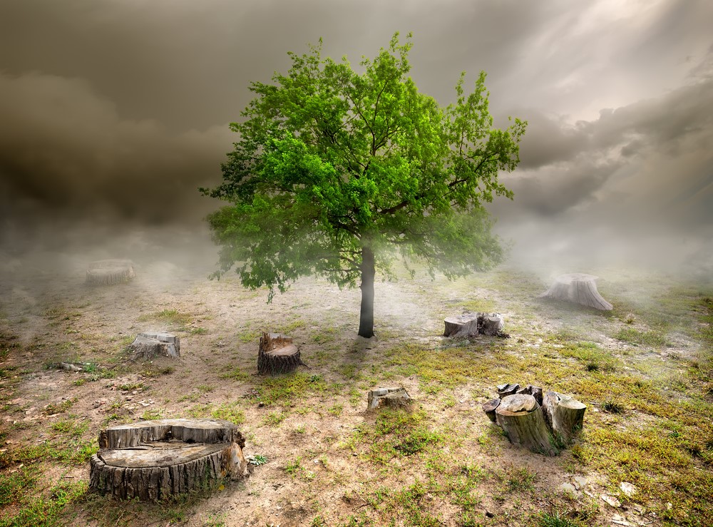deforestation, Green tree among the stumps in cloudy day