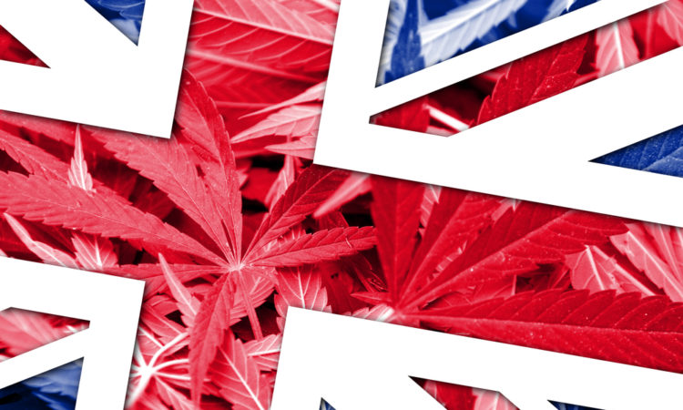 United Kingdom Flag on cannabis background. Drug policy. Legalization of marijuana