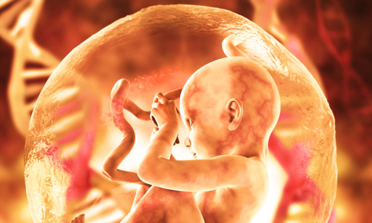 Human fetus dna