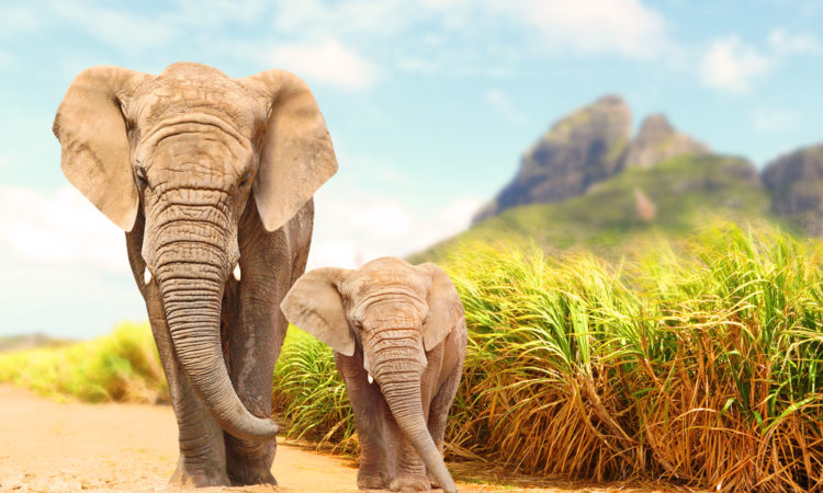 african bush elephants