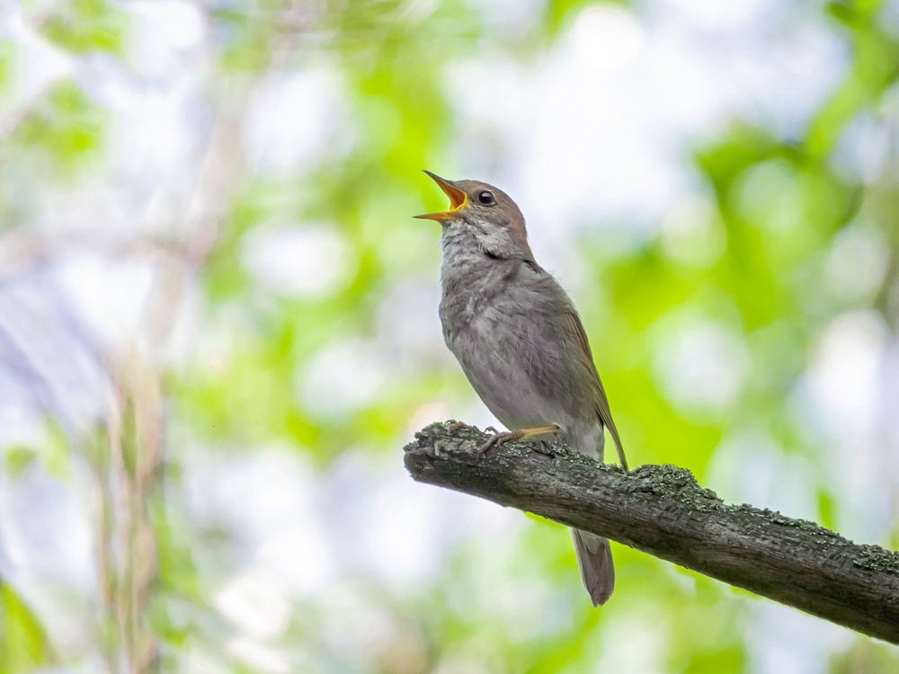 The Project Nightingale Effect: Google Is After Personal Health Data 