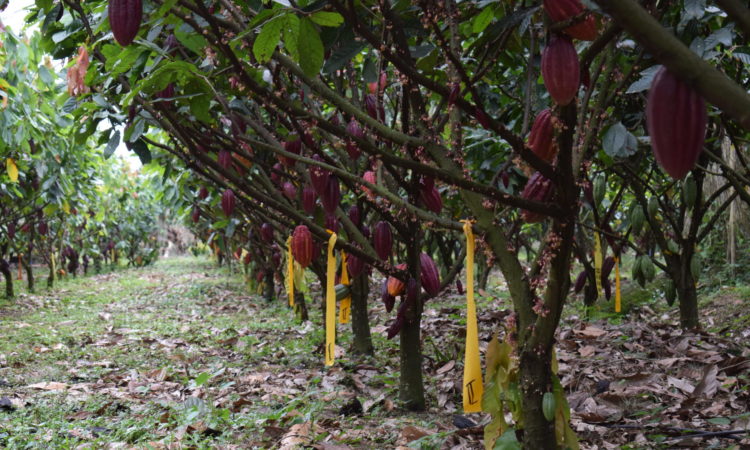 Cacao trees in Colombia.