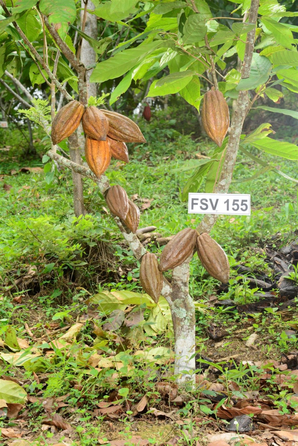 Agritech Is Helping Colombia's Farmers Grow Cacao Instead